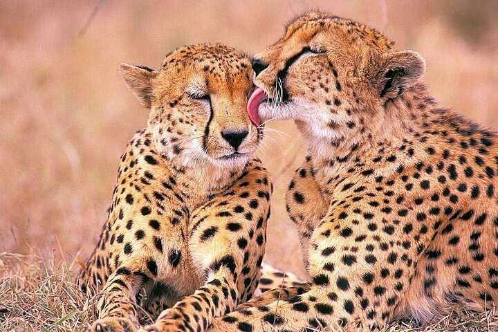 Big 5 Safari, Whale Watching, Robben Island and Table Mountain in 3-Days. - Photo 1 of 25